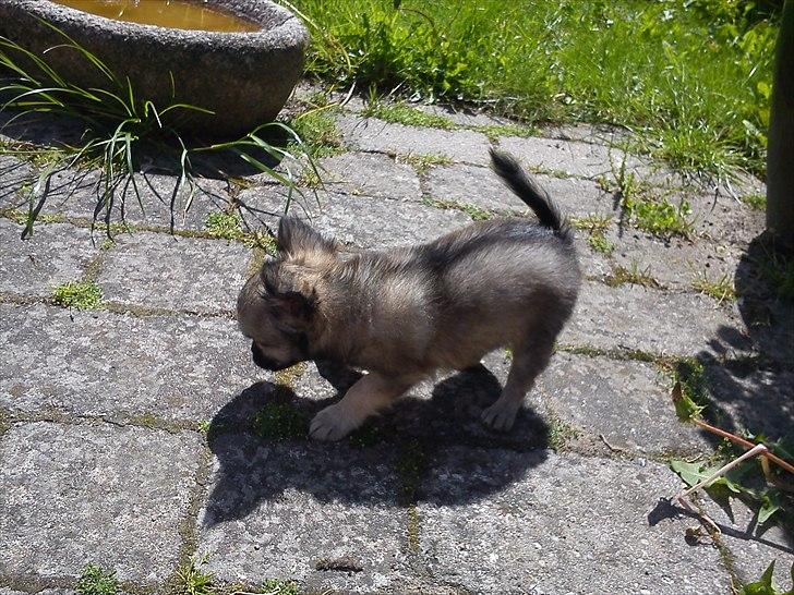 Chihuahua Kaptajn Amigo billede 9