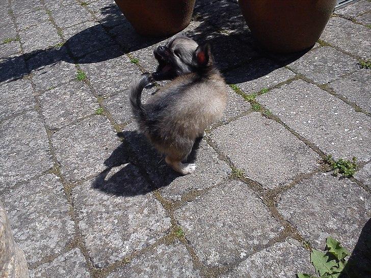 Chihuahua Kaptajn Amigo - Amigo's yndlings beskæftigelse, at jagte halen billede 10