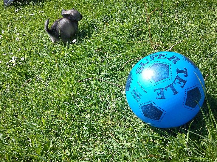 Chihuahua Kaptajn Amigo billede 11