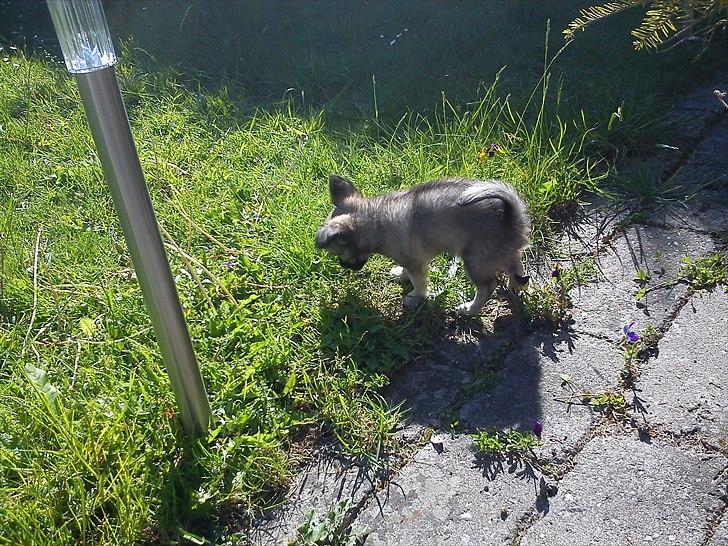 Chihuahua Kaptajn Amigo billede 12