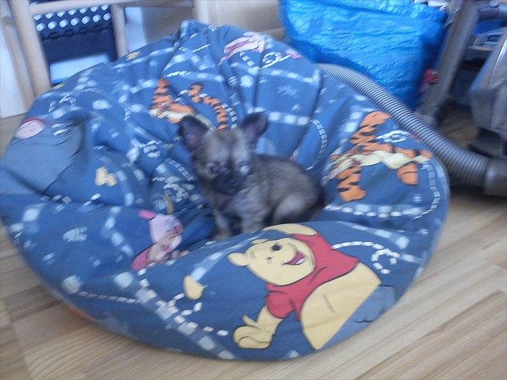 Chihuahua Kaptajn Amigo - Amigo elsker sækkestolen billede 13