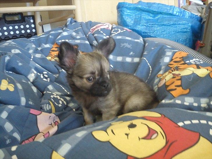 Chihuahua Kaptajn Amigo billede 14