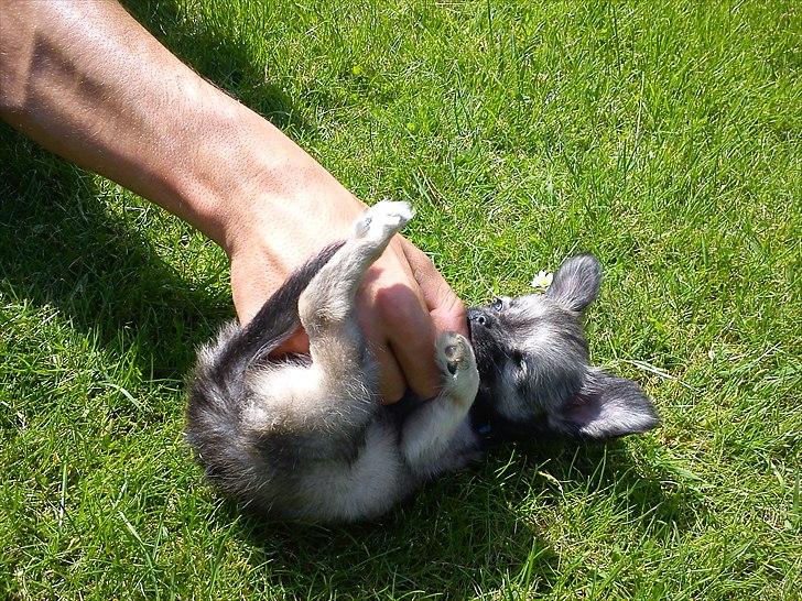 Chihuahua Kaptajn Amigo billede 15