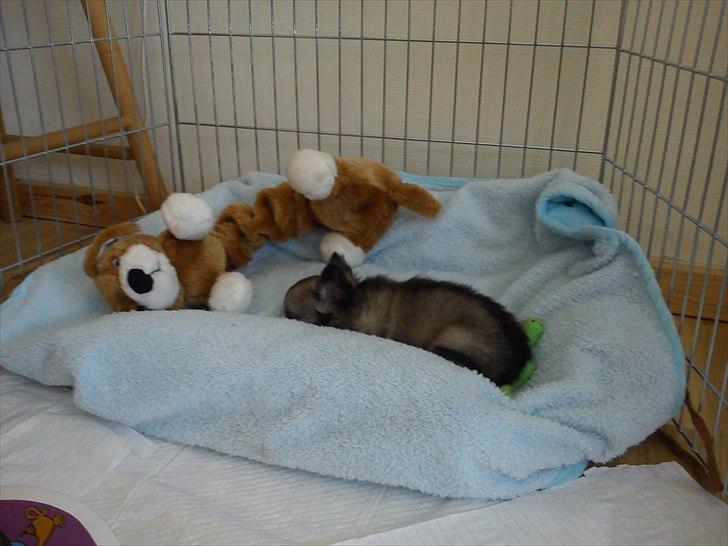 Chihuahua Kaptajn Amigo billede 16