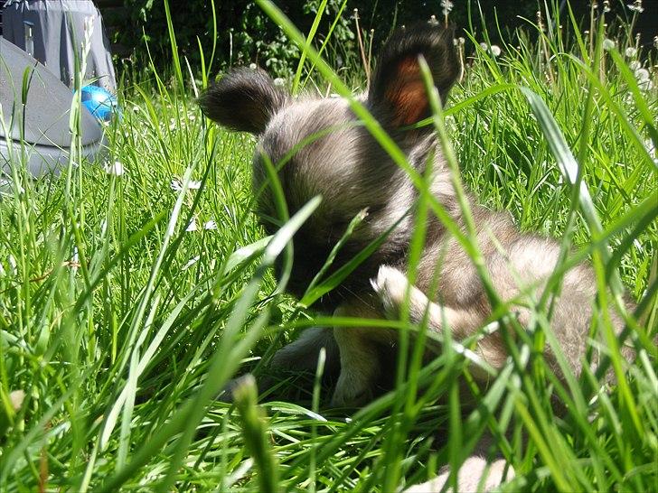 Chihuahua Kaptajn Amigo billede 17