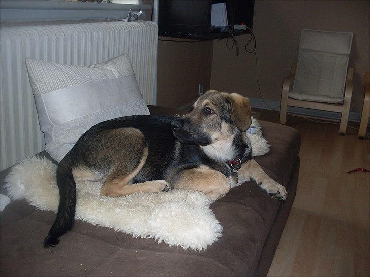 Blanding af racer Aya R.I.P min smukke engel. - 4 måneder gammel ca. billede 2