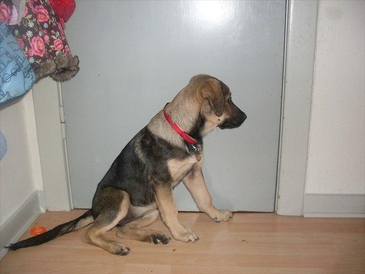 Blanding af racer Aya R.I.P min smukke engel. billede 5