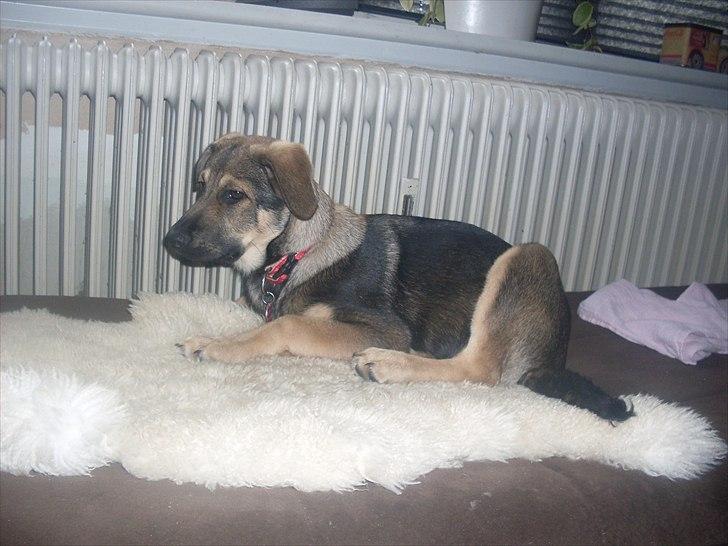 Blanding af racer Aya R.I.P min smukke engel. billede 6