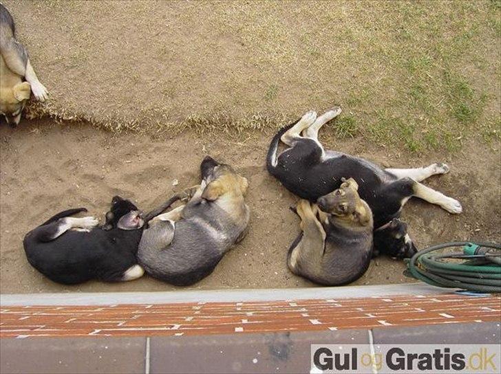 Blanding af racer Aya R.I.P min smukke engel. - Gruppe billede med søskende. billede 7