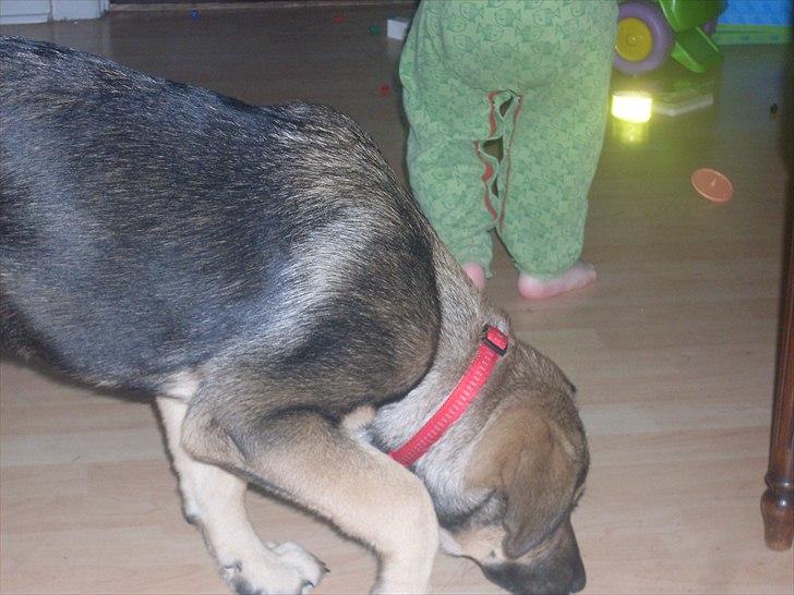 Blanding af racer Aya R.I.P min smukke engel. billede 8