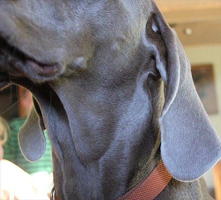 Weimaraner Hot Shoot´s Lotto (Anden) HD-A - Efter flået er fjernet billede 17