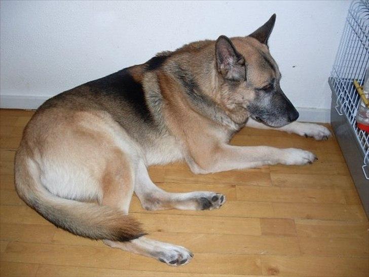 Schæferhund Jack billede 1