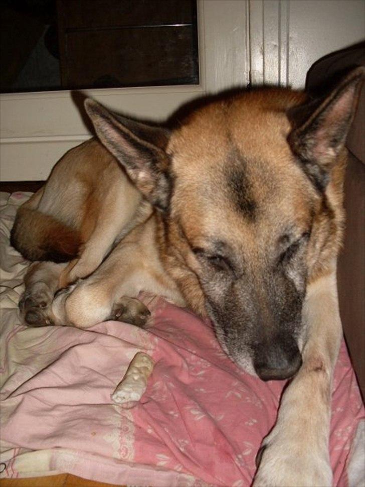 Schæferhund Jack billede 2