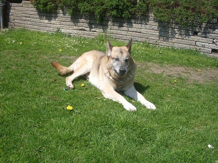 Schæferhund Jack billede 3