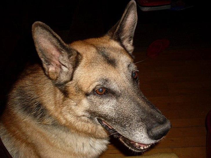 Schæferhund Jack billede 4