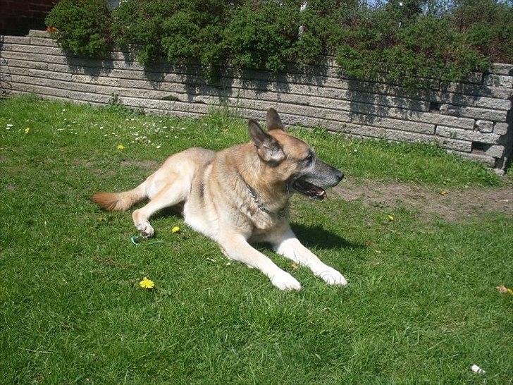 Schæferhund Jack billede 5