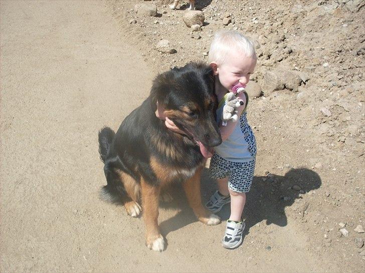 Blanding af racer Buddy billede 1