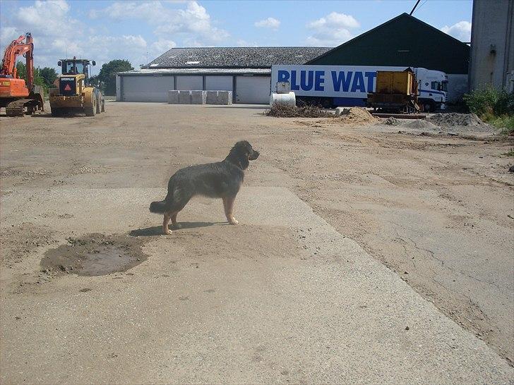 Blanding af racer Buddy - Du blev så smuk. Juli 2009 billede 2