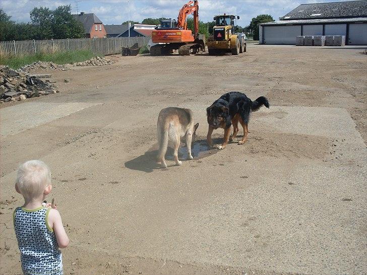 Blanding af racer Buddy billede 3