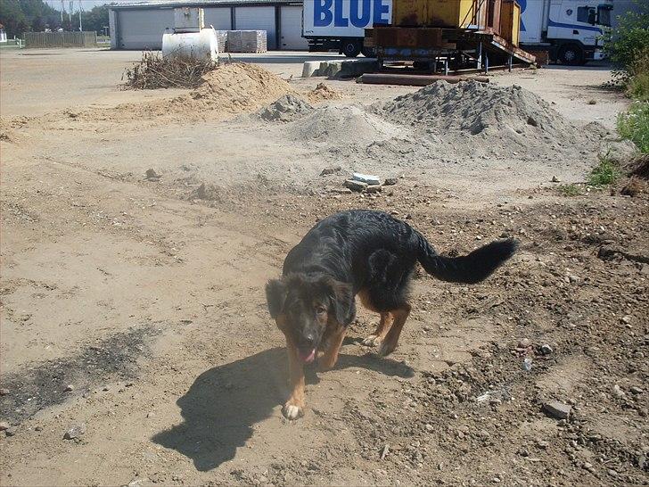 Blanding af racer Buddy billede 4