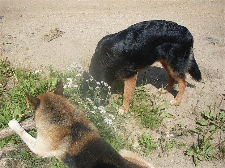 Blanding af racer Buddy billede 6