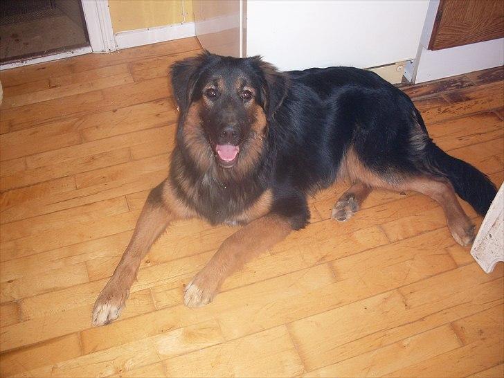 Blanding af racer Buddy billede 7