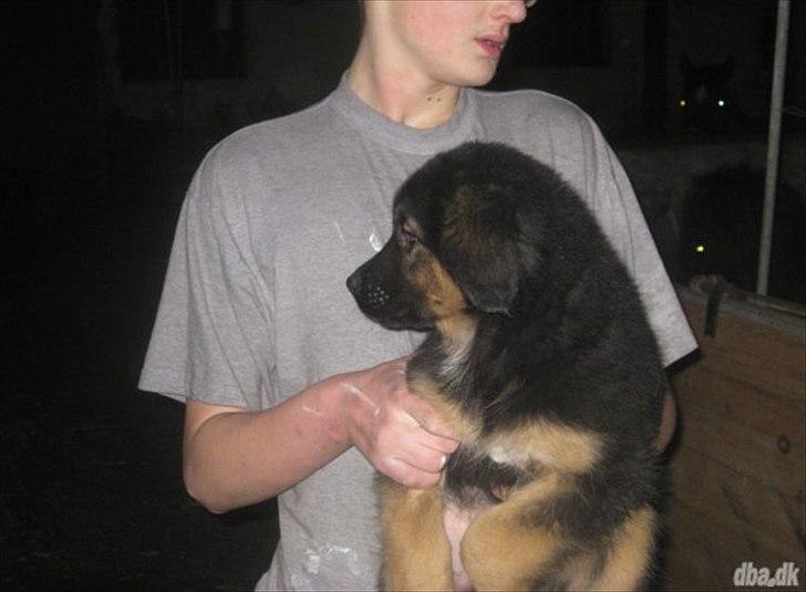 Blanding af racer Buddy - Billedet fra salgsannoncen billede 8