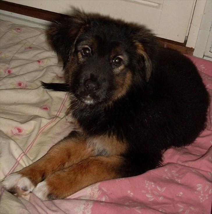 Blanding af racer Buddy billede 9