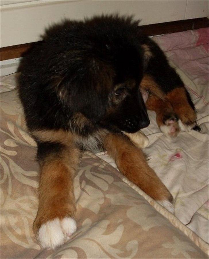 Blanding af racer Buddy - Efter sit første bad. billede 10