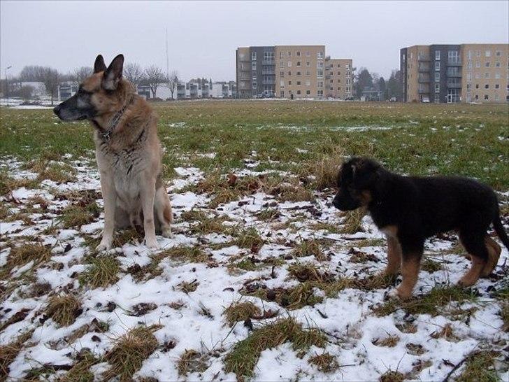 Blanding af racer Buddy billede 11