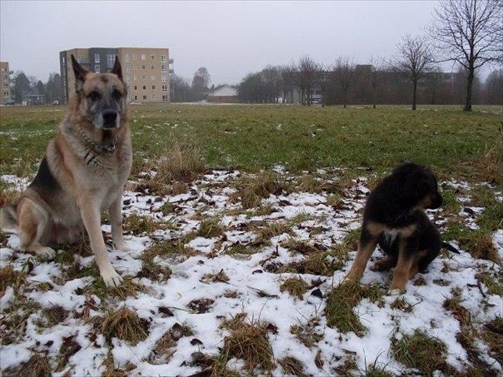 Blanding af racer Buddy - Jack og Buddy. billede 12