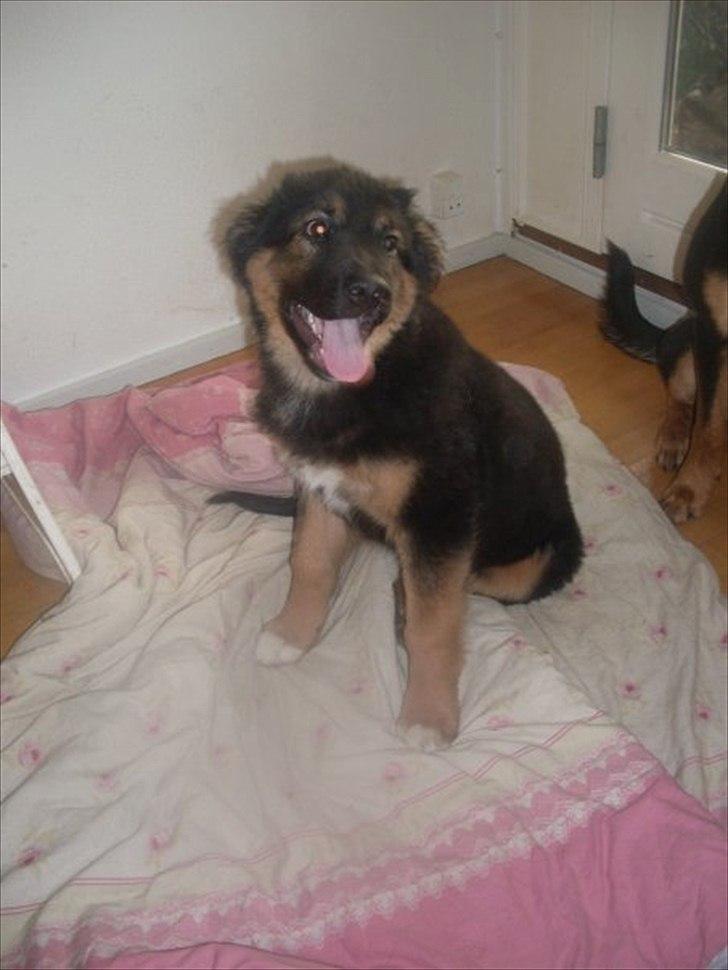 Blanding af racer Buddy billede 13