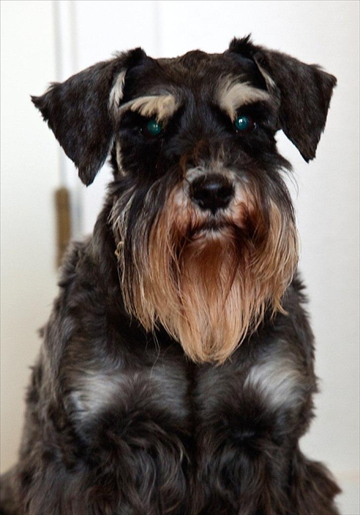 Dvaergschnauzer Kiki RIP 010611 - Det sidste billed af Kiki , taget i slutningen af Maj da hendes syn var helt væk :(  billede 20