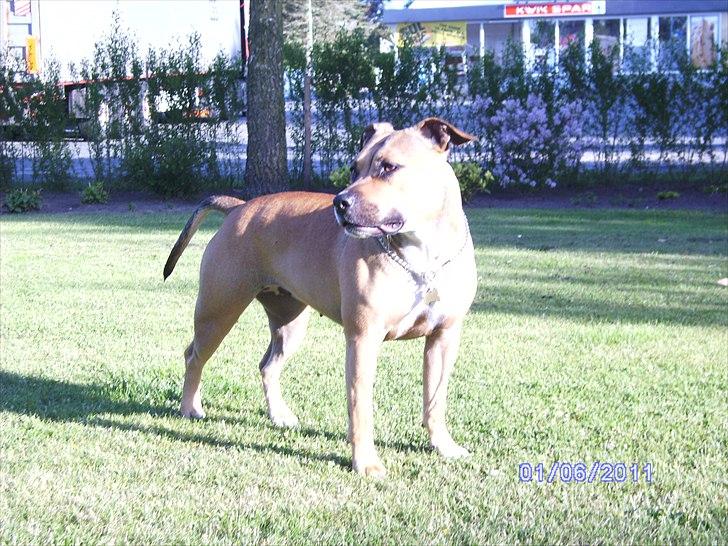 Amerikansk staffordshire terrier Pentagons Dixie Doll billede 13