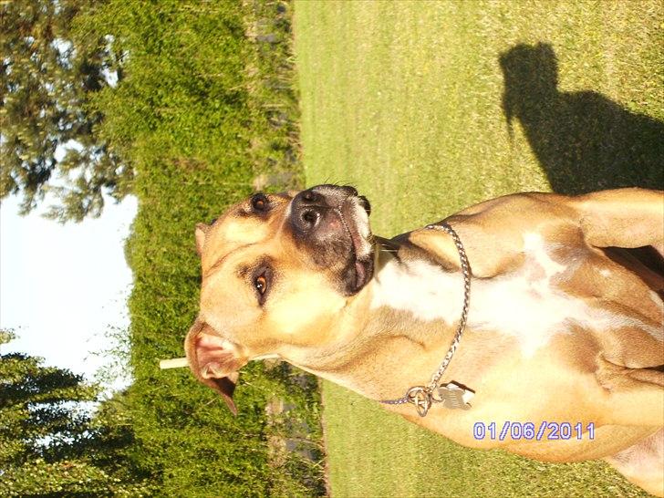 Amerikansk staffordshire terrier Pentagons Dixie Doll billede 14