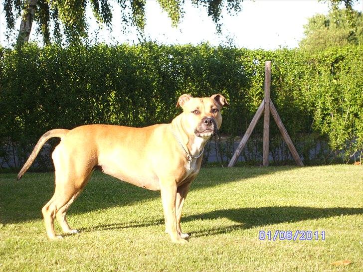 Amerikansk staffordshire terrier Pentagons Dixie Doll billede 15