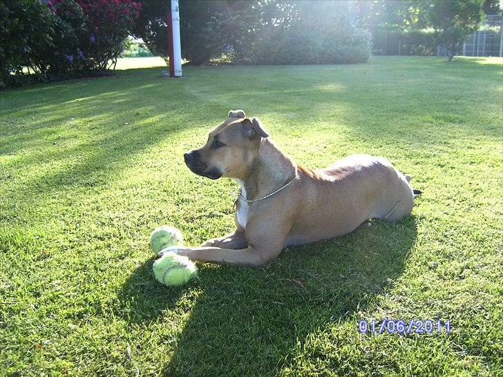 Amerikansk staffordshire terrier Pentagons Dixie Doll billede 16