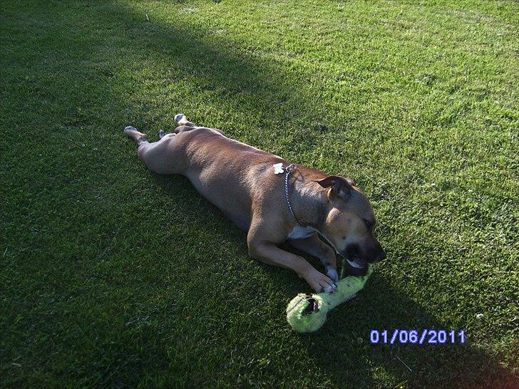 Amerikansk staffordshire terrier Pentagons Dixie Doll billede 17