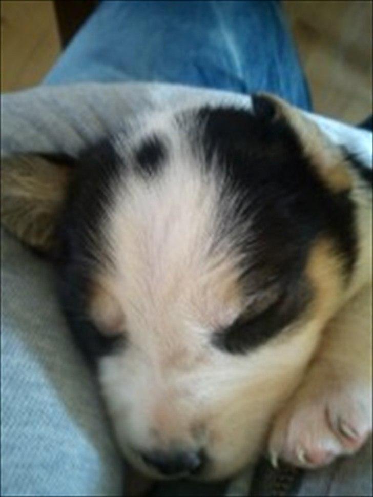 Blanding af racer Tjalfe billede 1