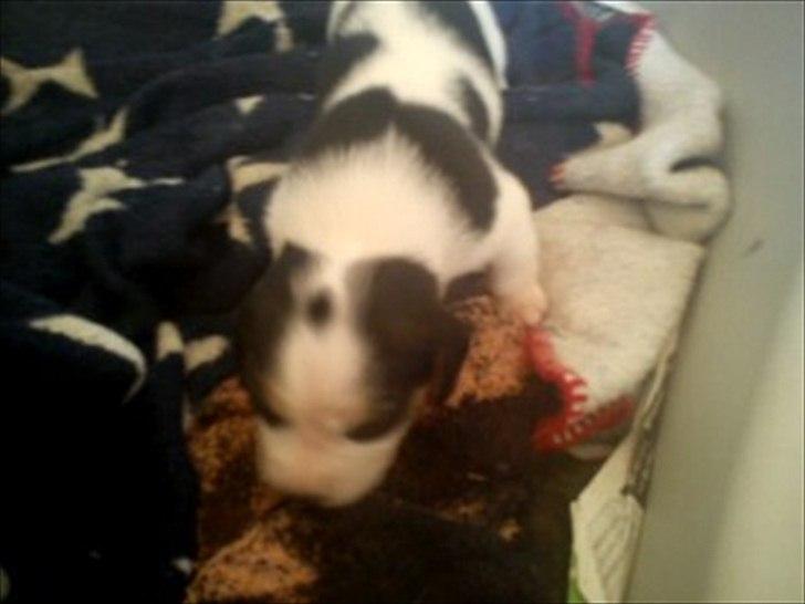 Blanding af racer Tjalfe billede 2