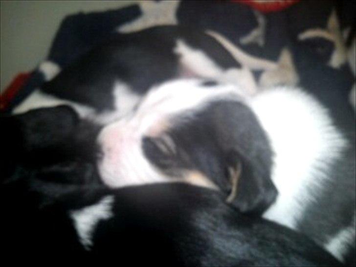 Blanding af racer Tjalfe billede 3