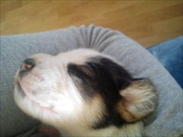 Blanding af racer Tjalfe billede 4