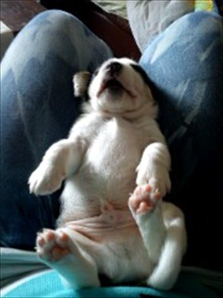 Blanding af racer Tjalfe billede 5