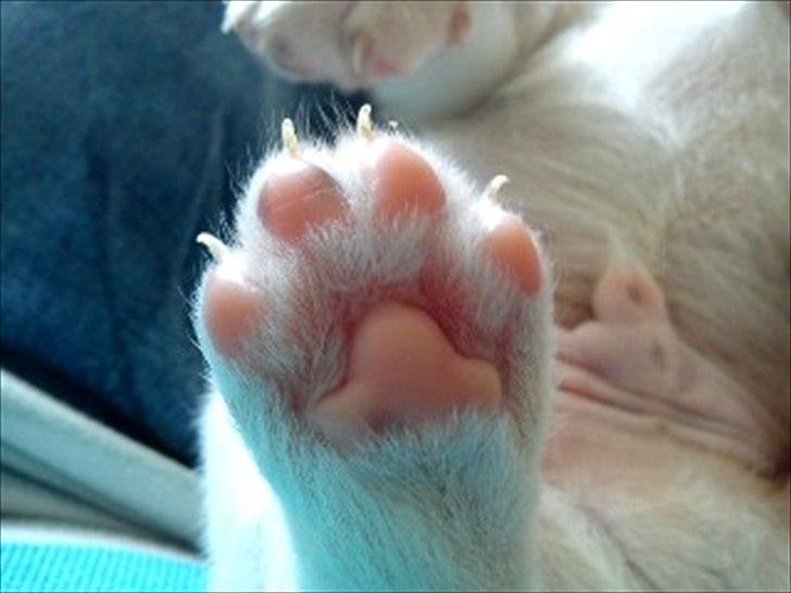 Blanding af racer Tjalfe billede 6