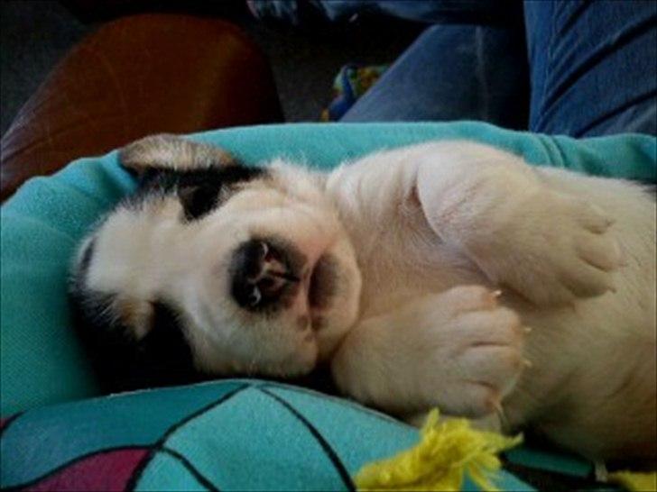 Blanding af racer Tjalfe billede 7