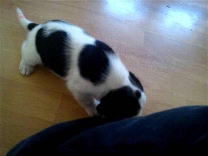 Blanding af racer Tjalfe billede 8