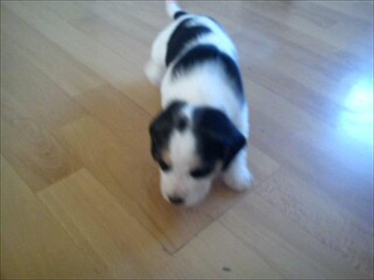 Blanding af racer Tjalfe billede 9