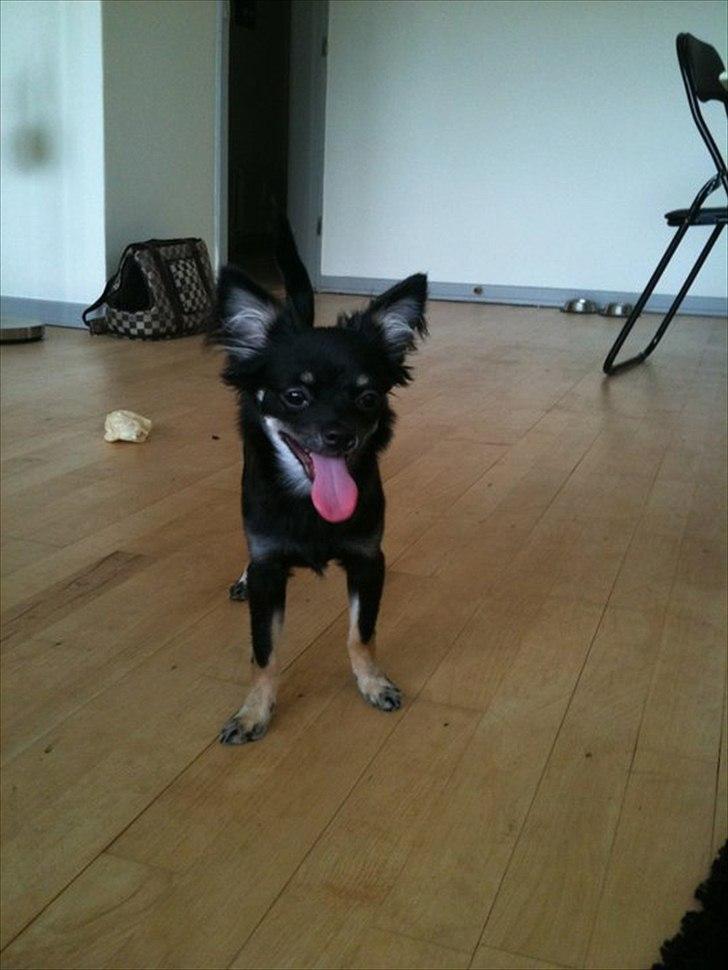 Chihuahua Batman billede 19