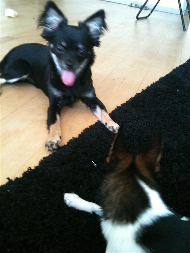 Chihuahua Batman billede 20