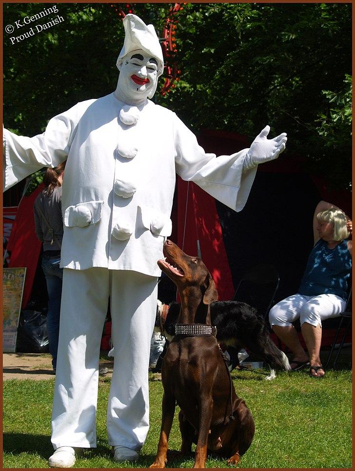 Dobermann Serbian Star V Masterhof - Bakken 02-06-2011 billede 17